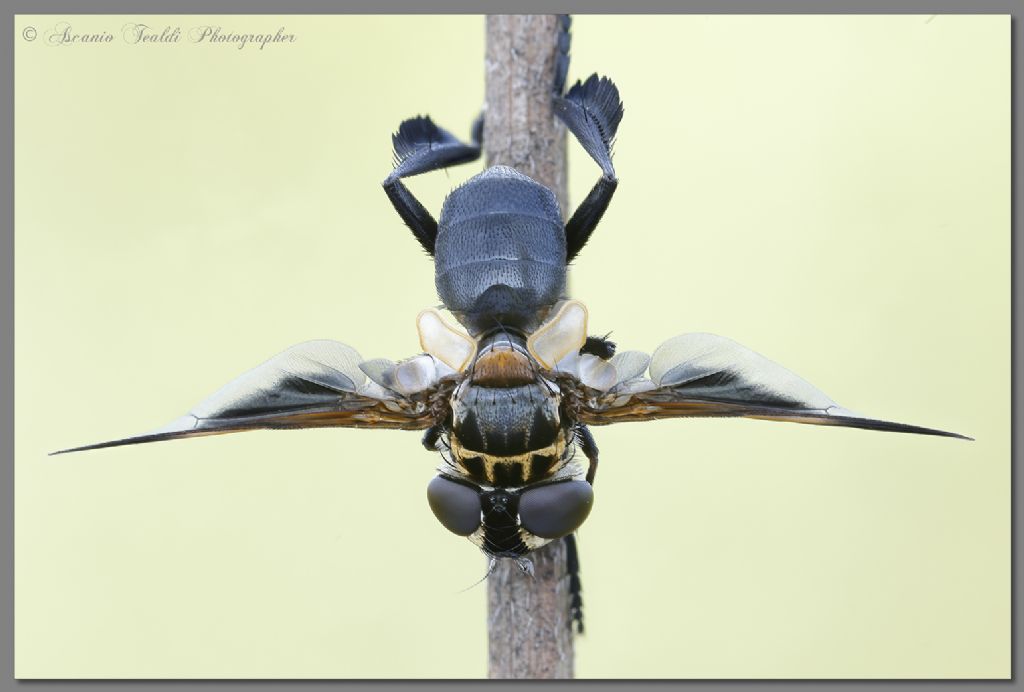 Trichopoda pennipes o pictipennis